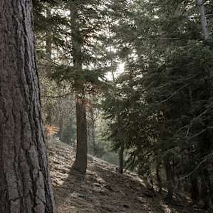 lovely trees