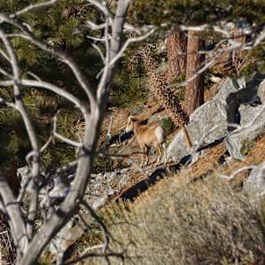 On the ski Hut Trail there is lots of known wildlife, including Big Horn Sheep who frequent the natural spring near the Ski Hut