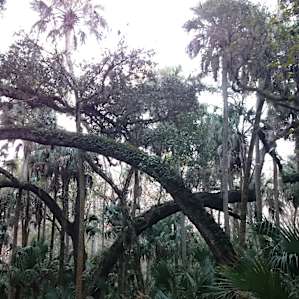 The middle of the park has an incredible canopy to explore...old time florida!
