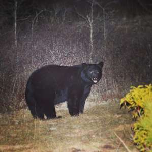 A curious black bear stumbled through our camp one night atop Little Green Mountain, just a short hike up the trail from Schoolhouse Falls.