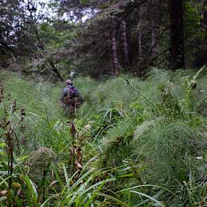Bog Trail was very overgrown when I went - watch for poison oak! Easy though and lots of incredible plants to see