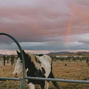 Horses, Sunset and rainbows?!