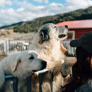 animal dogs