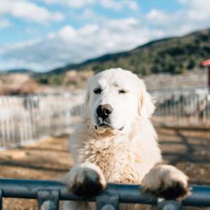 Furry friends