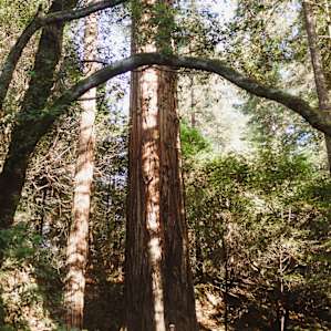 One of the largest trees near our campsite...I am standing at the base of the tree for scale!