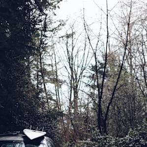forest