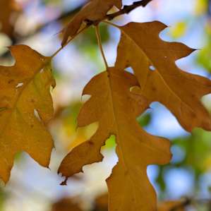 Rare spot to see fall foliage in Southern California