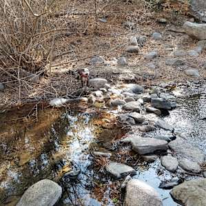 Our dog trying to cross the stream.