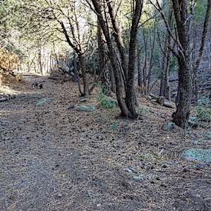 The trail is really well defined