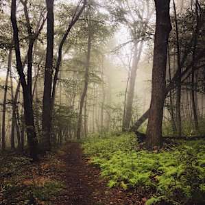 Sunfish Pond Trail