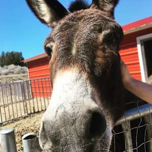 Hank aka Creeper Donkey