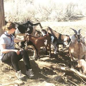 Tent or RV Camp with Goats