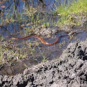 Paynes Prairie Campground