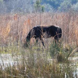 Paynes Prairie Campground