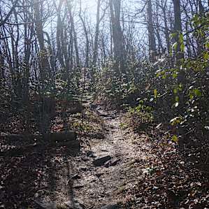 Trail up to Tibbet Knob is lined with mountain laurel. I can only imagine what it looks like when they are in bloom.