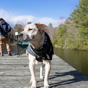 Follow us on instagram at AdventuresWithChaco to see more pictures of our cute Hound Mix Dog, Chaco!