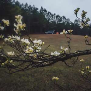 Spring flowers beginning to bloom.