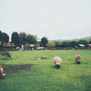 sheep grazing in front of thr cabin