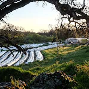 The campsite sits just down the hill from the planted rows.