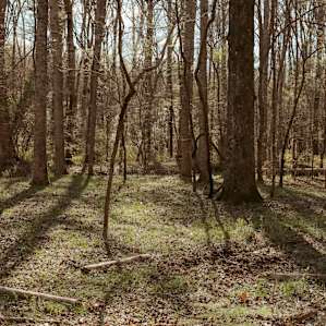 A flat patch among oak trees along the river. An ideal place to pitch a tent.