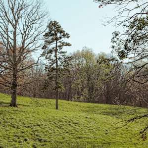 A vast amount of greenery and trees are spread across the hills on this property.
