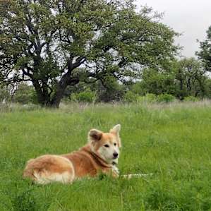 Open fields and old oak tree clusters