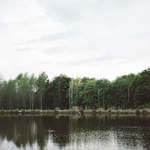 pond on the property