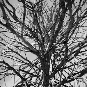 Trees that speak to you.