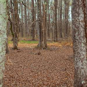 A bit of cover from trees also accompanies the pond site on Modern Harvest Farms.