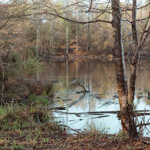 The pond site. A beautiful and secluded patch of flat land next to a quiet pond.