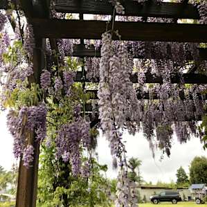 Beautiful flowers...