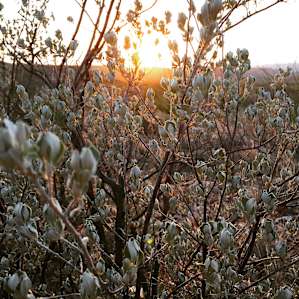 Sunrise blooms, pit stop on the way to Cottonwood Campground.