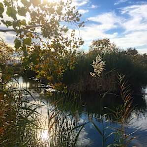Be sure to check this part of the park out, fish and birds and critters like to hang out here.