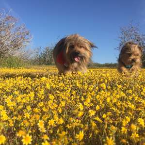 The dogs may have had more fun than us. They loved running in the wildflowers.