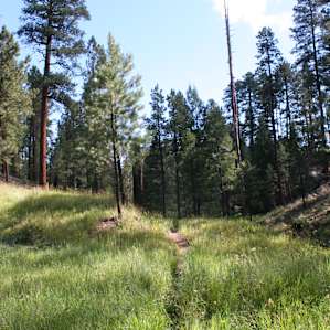 There are beautiful hiking trails full of wildflowers in the campground. Pet-friendly campground too!