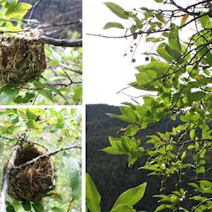 A bird's nest