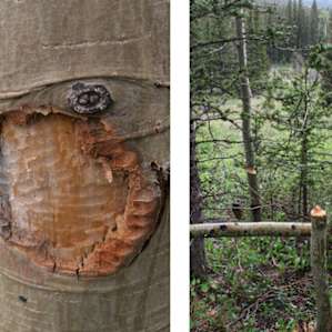 Beavers made their home in the waters along the hiking trail.