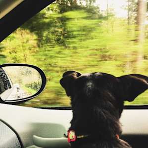 Butch was very excited on the drive in to Naked Falls camp.
