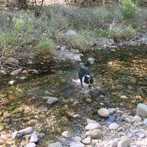 After a gorgeous, but hot and dusty ride, Happy enjoys a splash in Cave Creek.