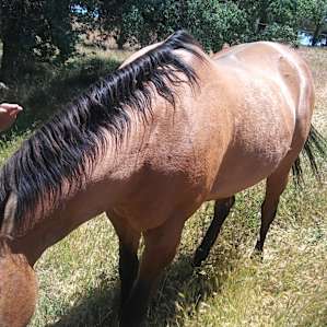 Sarge the gorgeous 🐎