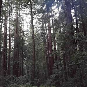 Love those redwoods