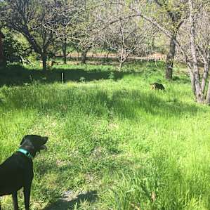 Fred and Eli playing on our walk.