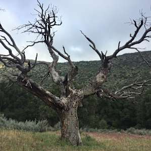 Cibbets Flat Campground