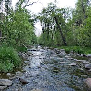 The creek that runs along the campground. So beautiful and you can't beat falling asleep to the sound of a babbling brook. Perfect swimming hole just downstream... If you don't mind freezing a bit :).