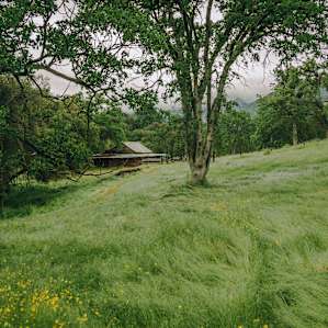 Plenty of areas around the property to set up a picnic dinner under the oak trees.