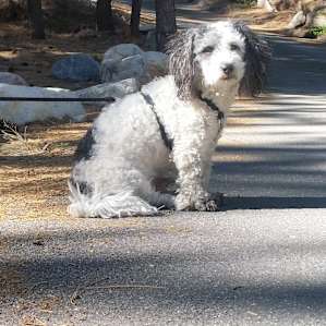 Lots of dogs, My Cletus loved it