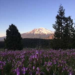 Shasta View Meadow with the wildflowers.