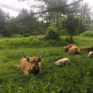yaks just up the road!