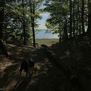 Trails are dog friendly, and lead right to the lake