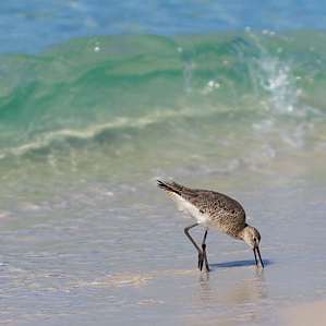 Henderson Beach Campground